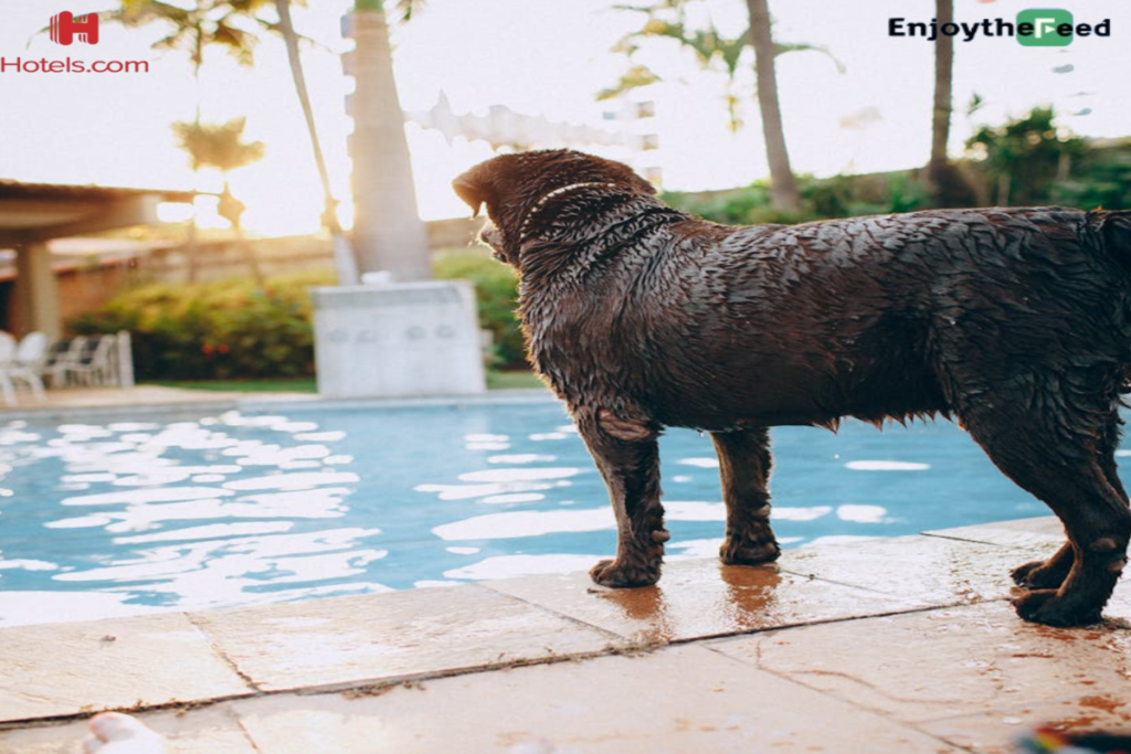 Top 10 Pet-Friendly Hotels in the US: Travel with Your Furry Friends and Save